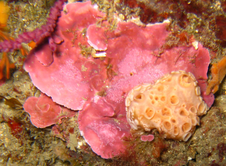 Hemimycale columella